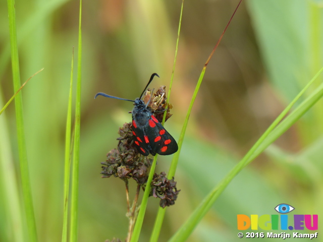 FZ030464 Six-spot Burnet (Zygaena filipendulae)